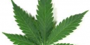 Seattle Cops Give Weed Back To Street Dealers. You’re Welcome!
