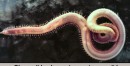 Photos: Creepy Blood Worms Mating