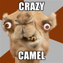 crazycamel
