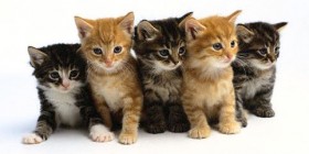 Kittens ready for the draft.