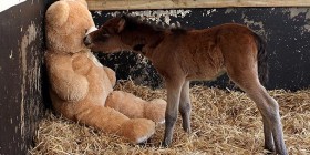 The bear’s name is Buttons and Breeze quickly warmed up to him.