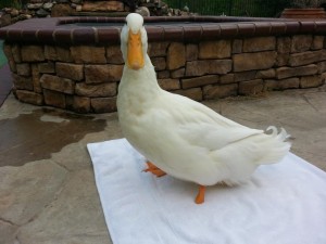 Buttercup Heals From His Amputation