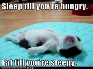 51eee_funny-dog-pictures-i-has-a-hotdog-puppy-life-philosophy