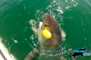 Fishermen-Graeme-Pullen-and-Wayne-Comben-hook-one-of-the-largest-sharks-ever-hooked-in-UK-waters-2247744