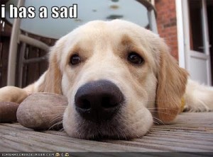 sad dog