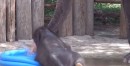 Fort Worth Zoo’s Baby Elephant Plays in Pool